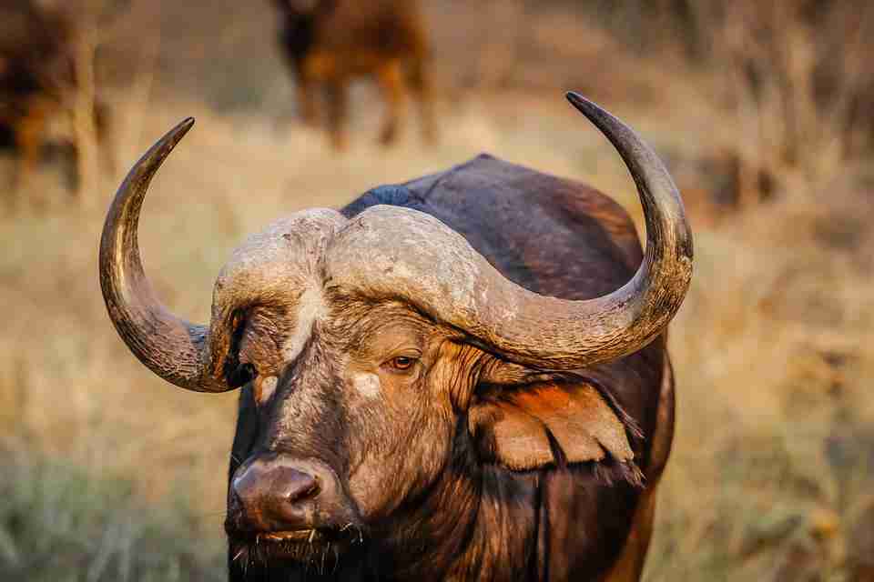 Buffalo
