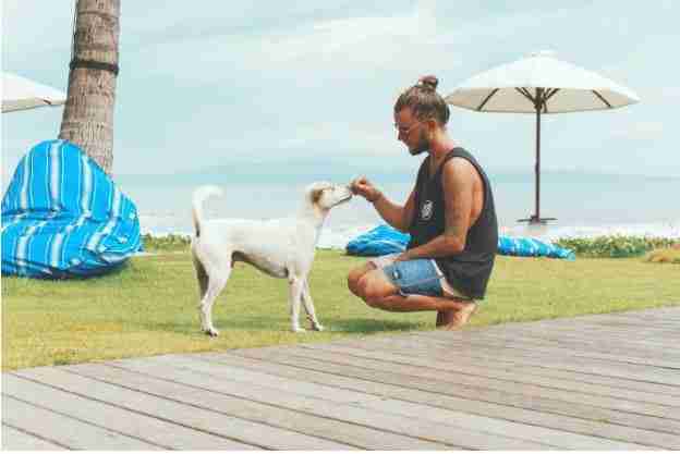 Career Opportunities for Animal Professionals