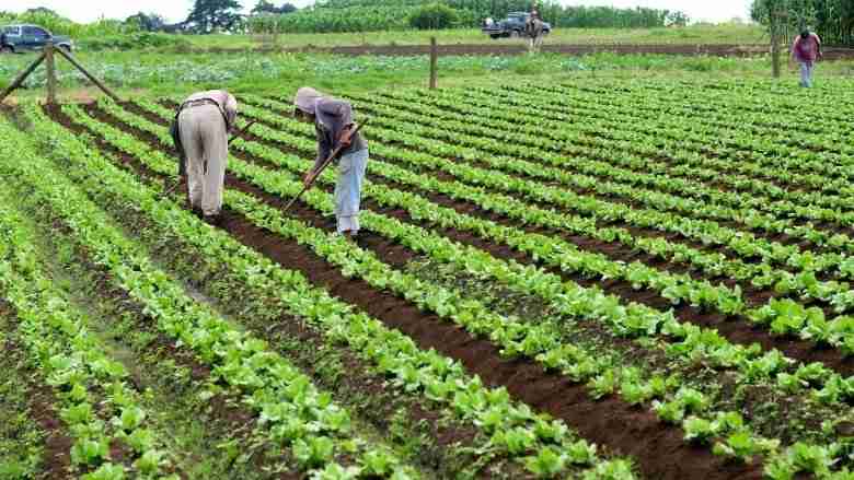 agric-lesson-note-for-jss1-second-term-2024