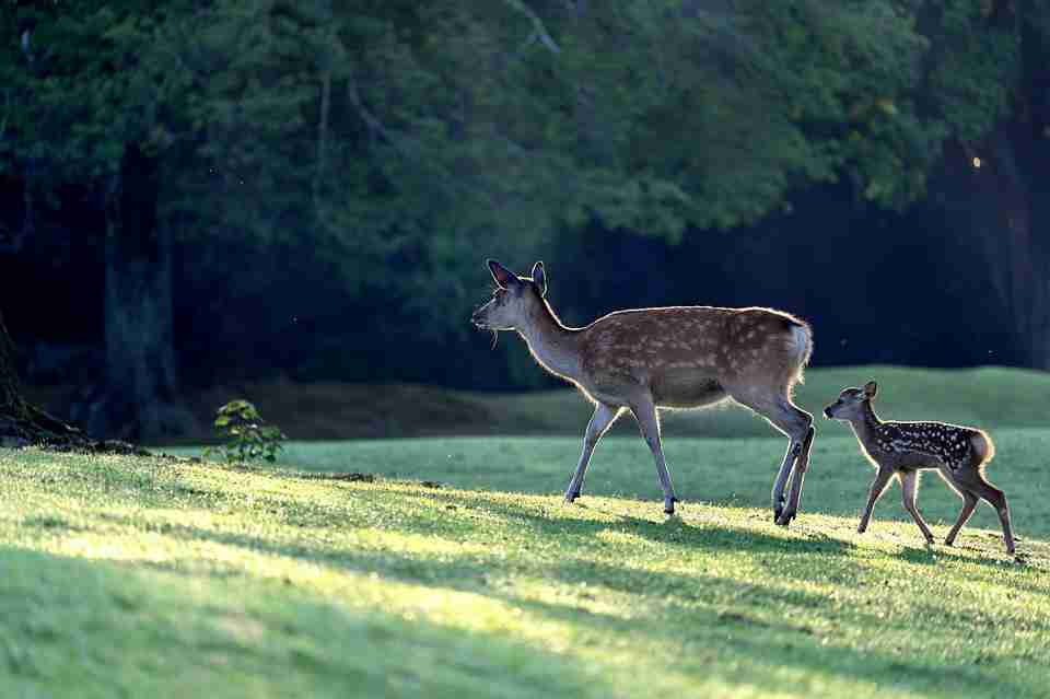 Deer
