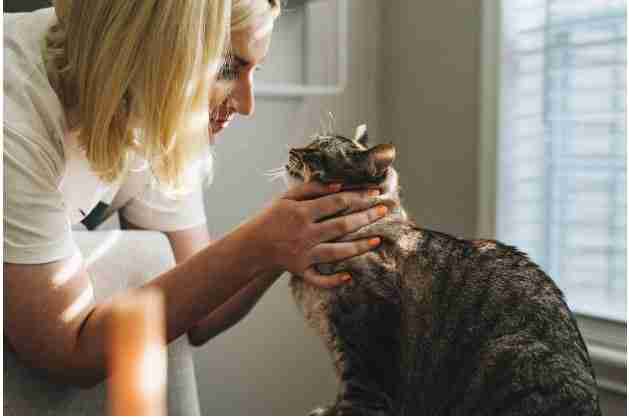 Exploring Career Opportunities for Animal Professionals