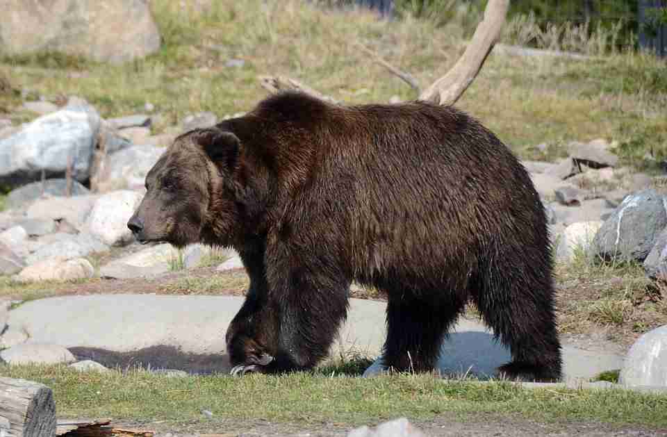 GRIZZLY BEAR