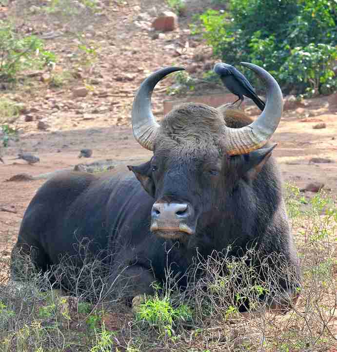 Top 20 Tallest Animals In The World Alive (2023) Top 20 Tallest Animals In The World Alive (2023)