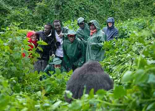 Gorilla trekking Rwanda and Uganda