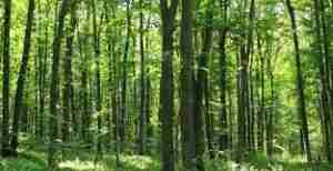 List of Schools In Nigeria Forestry and Fisheries