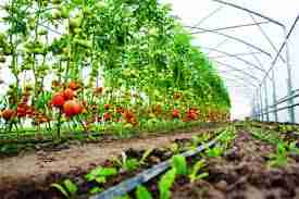 List of Schools In Nigeria Horticulture