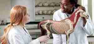 List of Schools In Nigeria Offering Animal Production