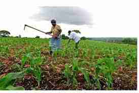 List of Schools In Nigeria Offering Crop Production