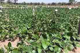 List of Schools In Nigeria Offering Crop Protection 1
