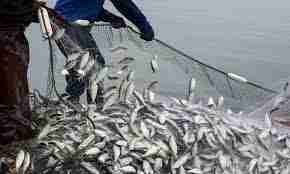 List of Schools In Nigeria Offering Fisheries