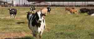 List of Schools In Nigeria Offering Livestock Production