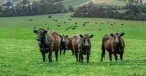 List of Schools In Nigeria Offering Pasture and Range Management