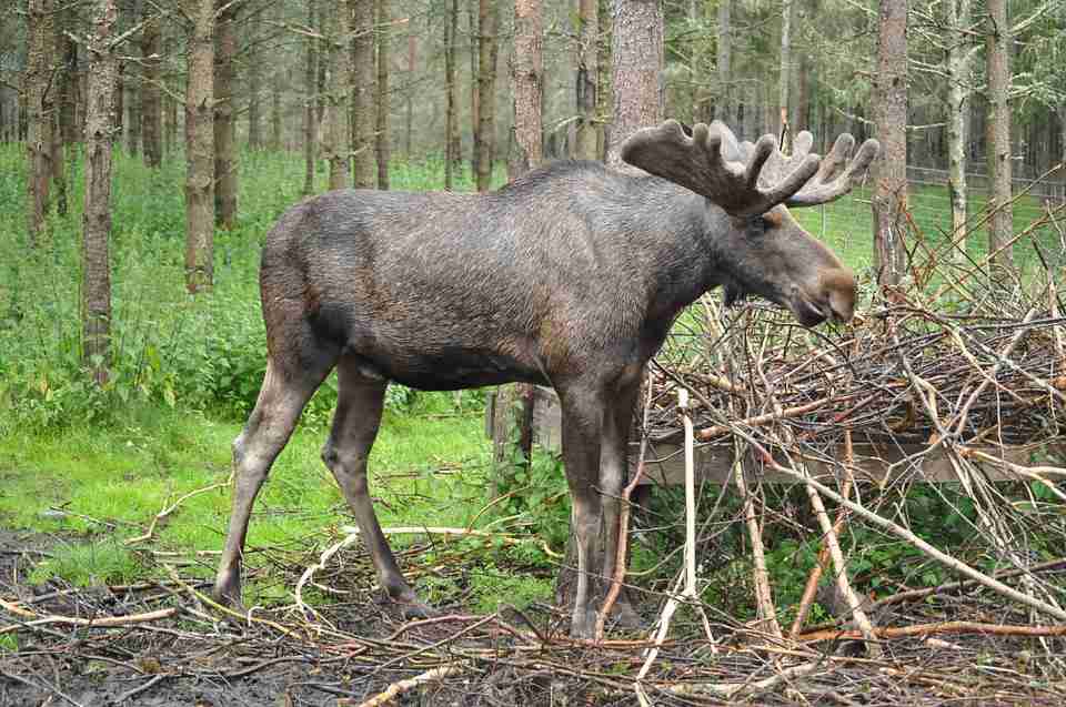 MOOSE