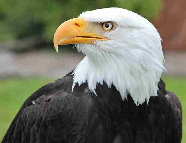 National Symbol of Nigeria