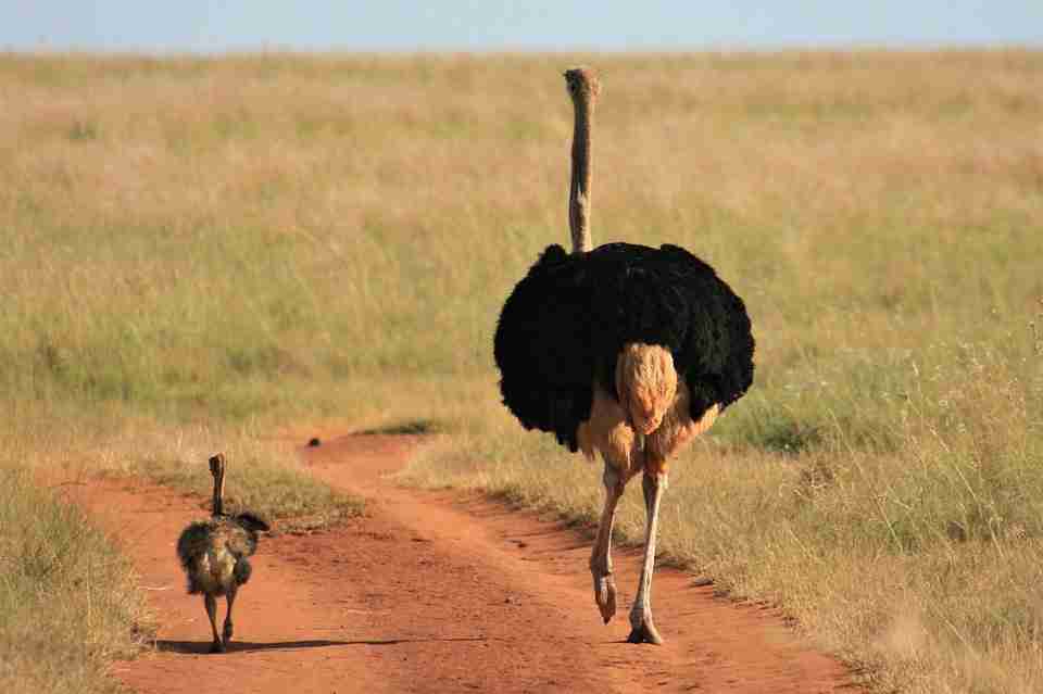 OSTRICH