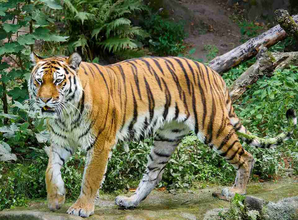 SIBERIAN TIGER
