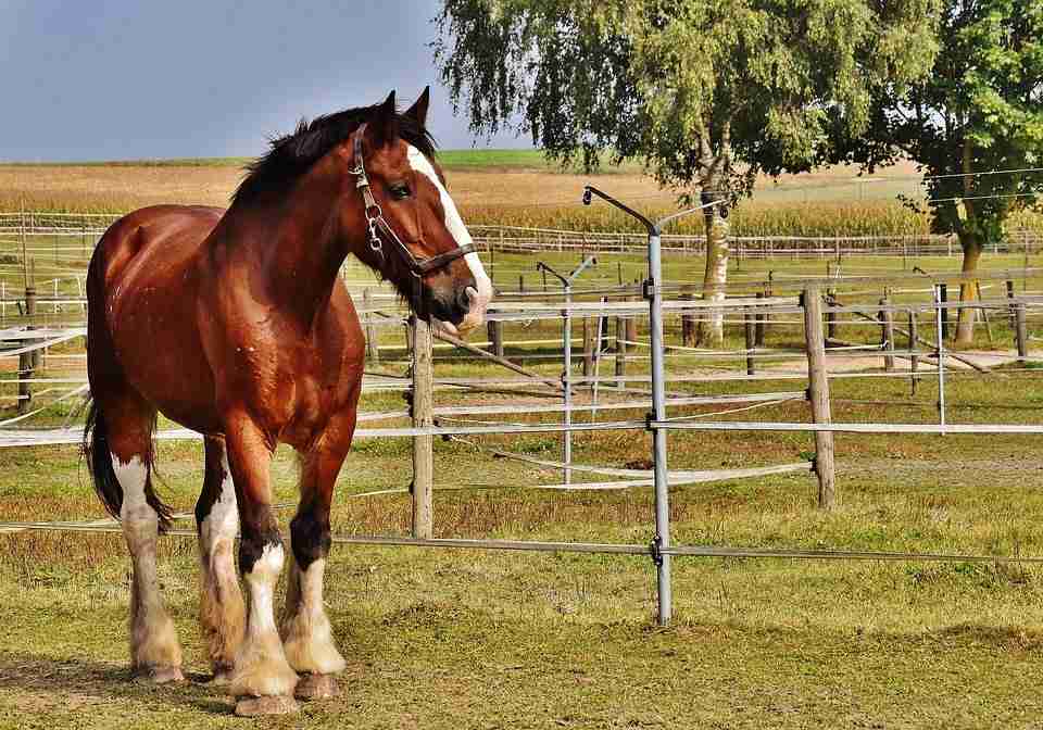 Shire Horse